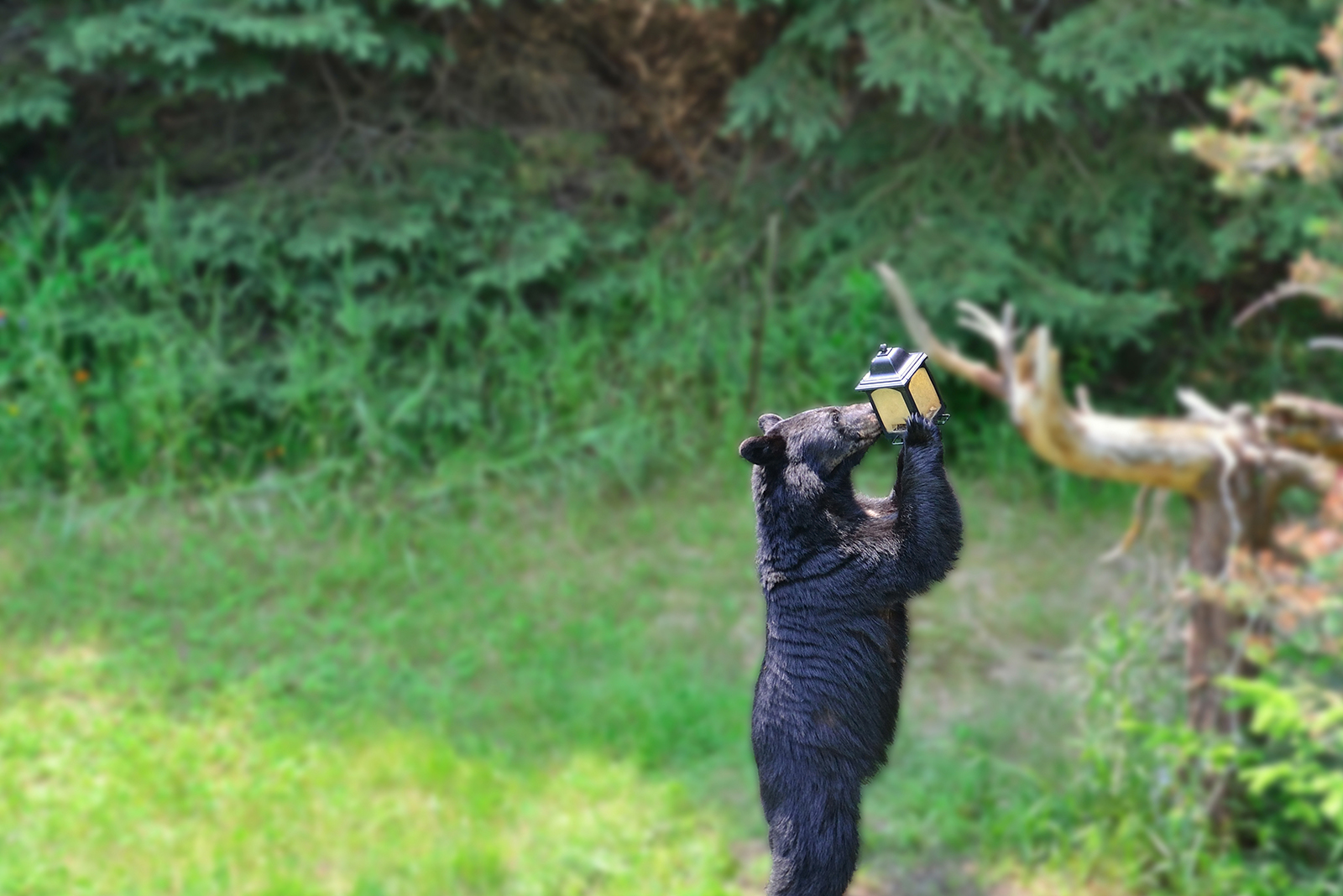 bear holding bird feeder