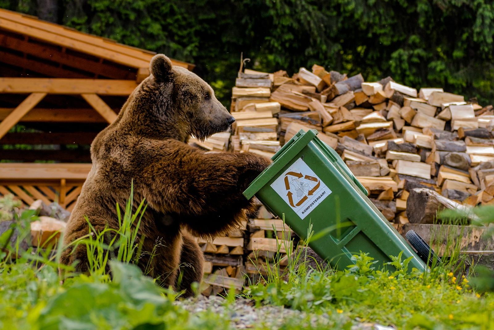 bear with garbage can