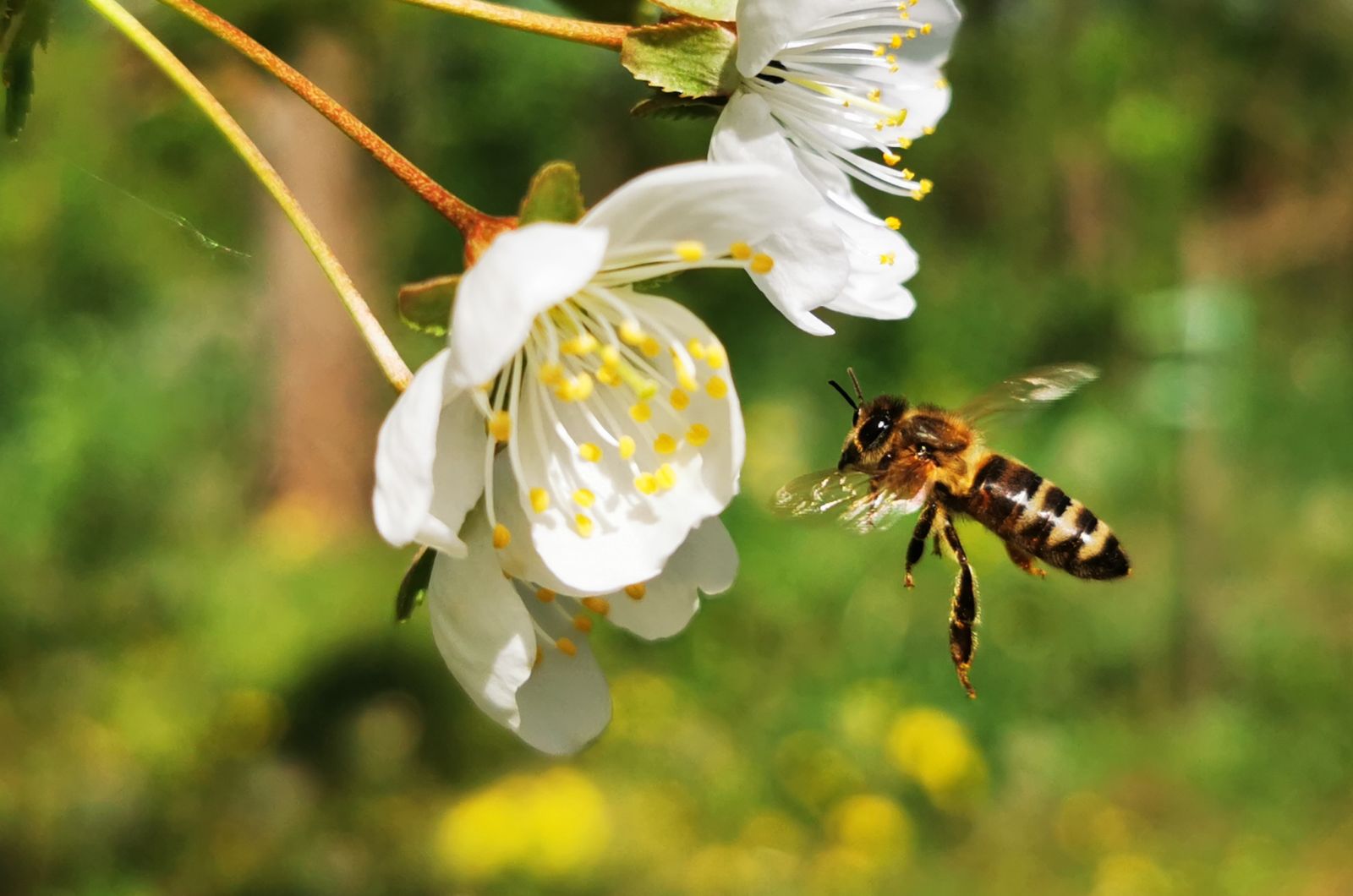 bee flying around a flower