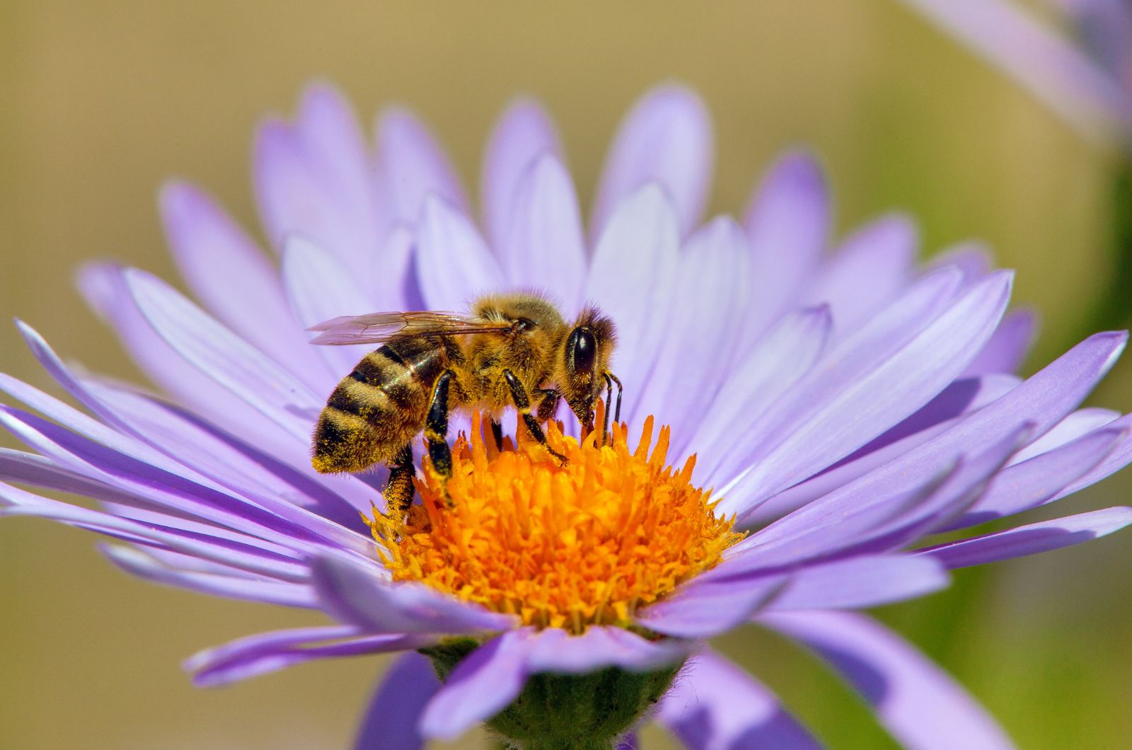 bee on a flower