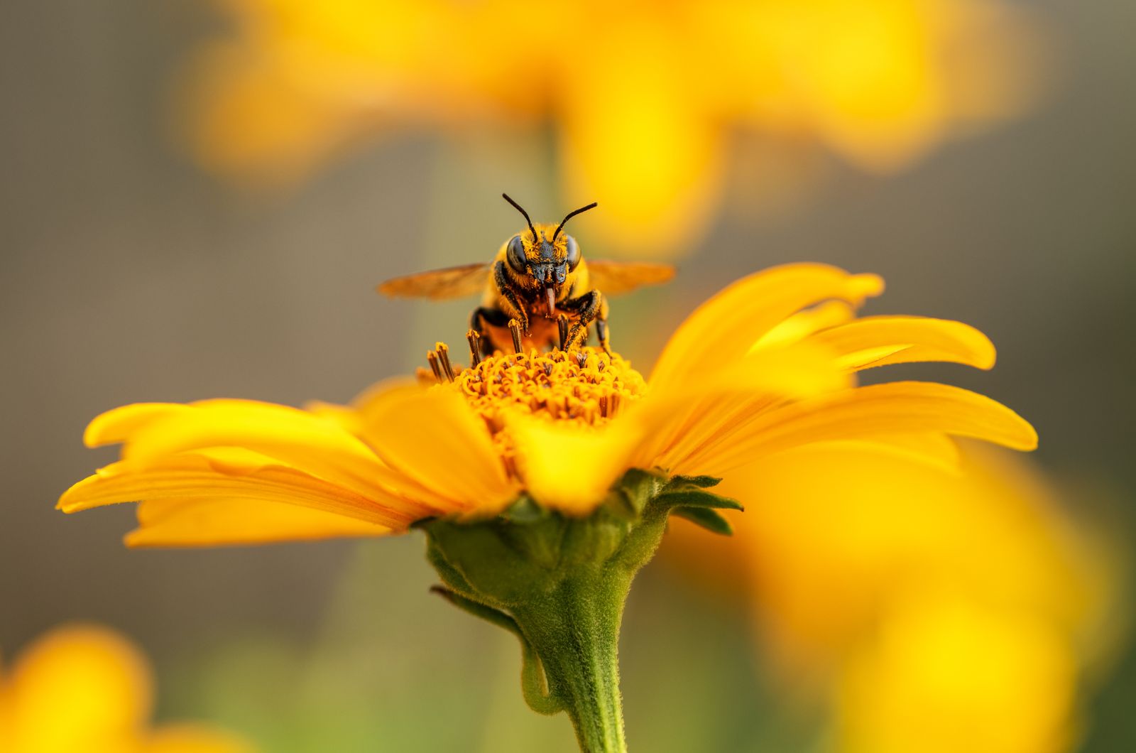 bee on a yellow flower