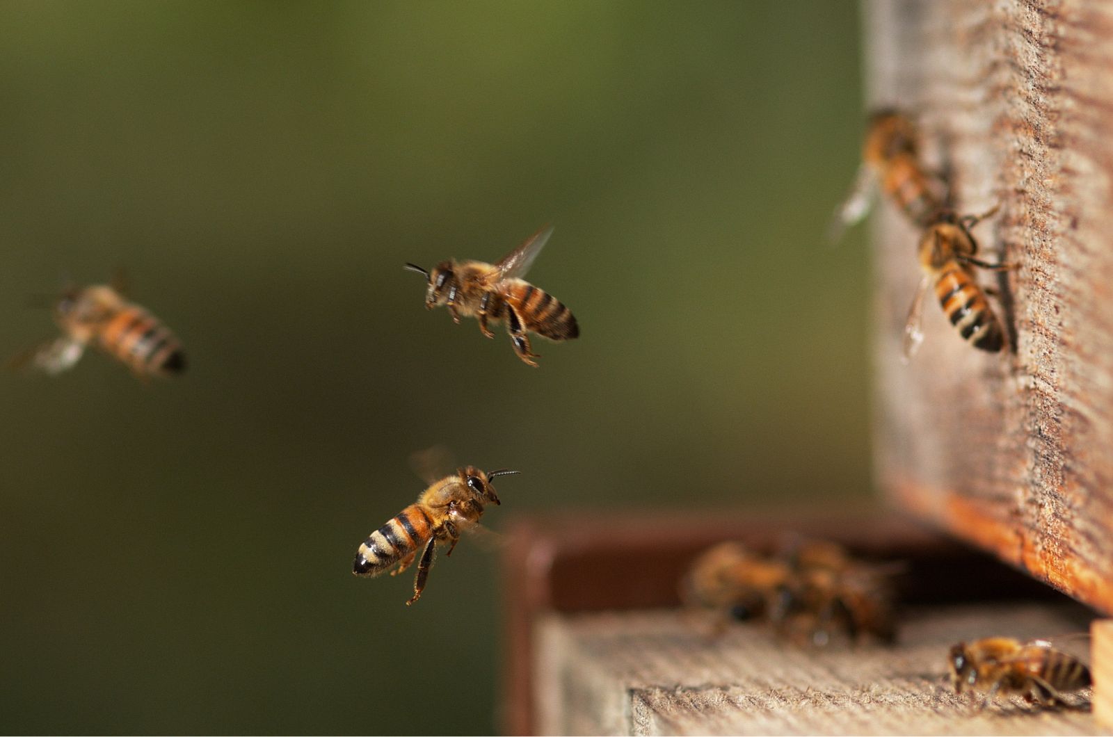 bees flying