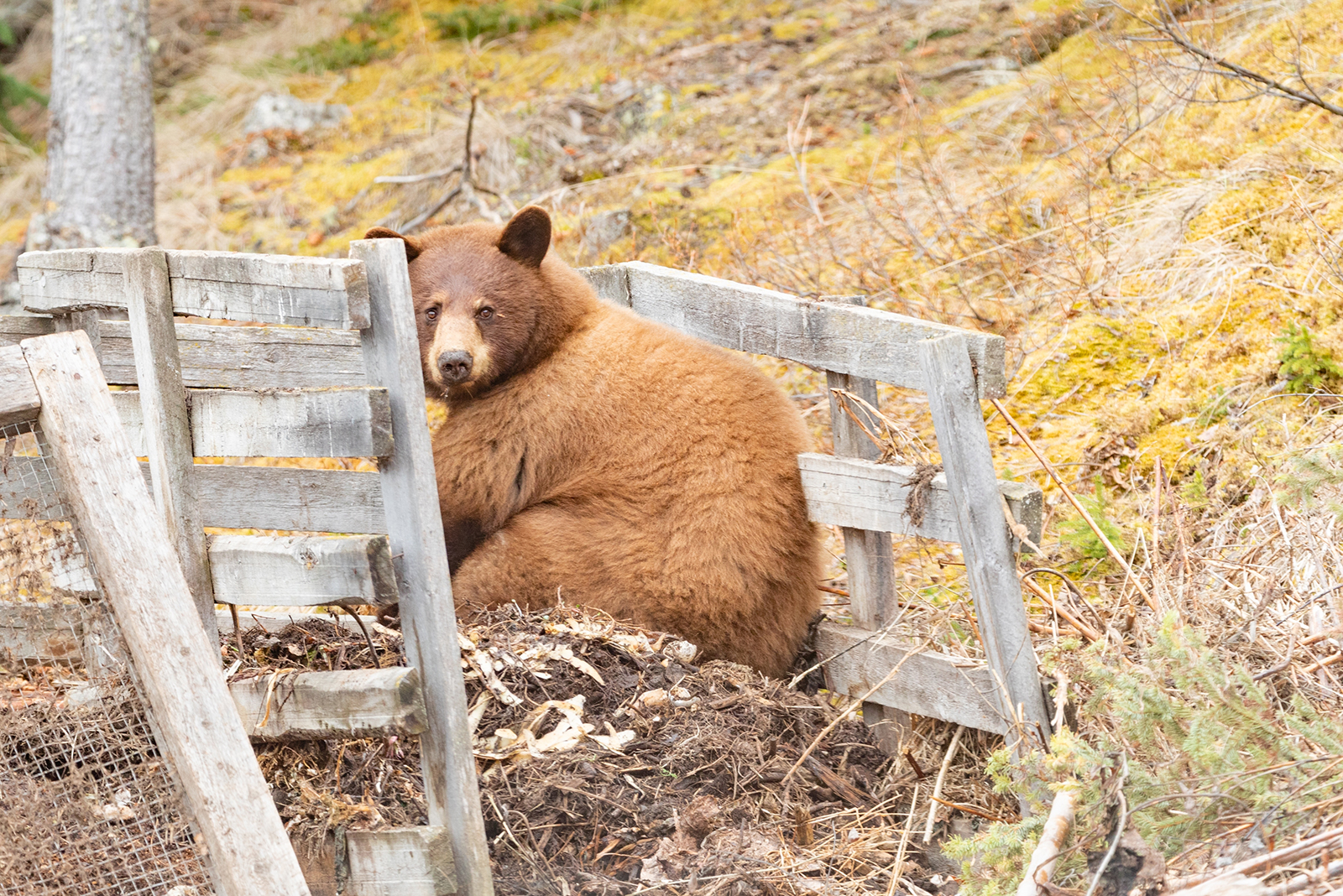 big bear in nature lying