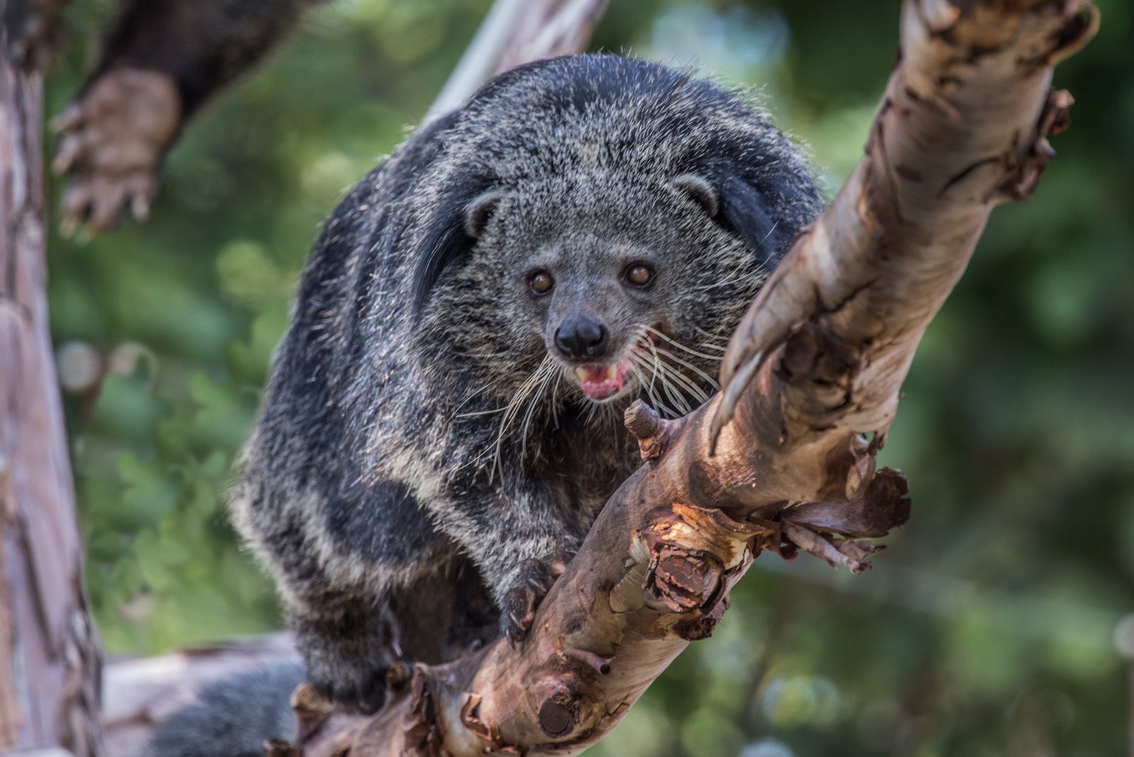 bintorung climbing