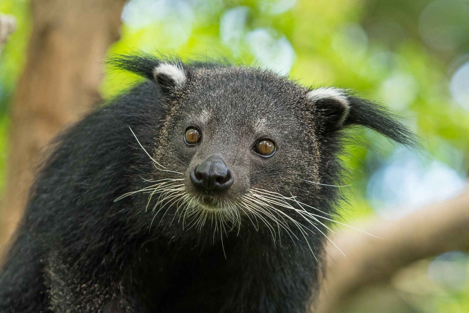 bintorung portrait