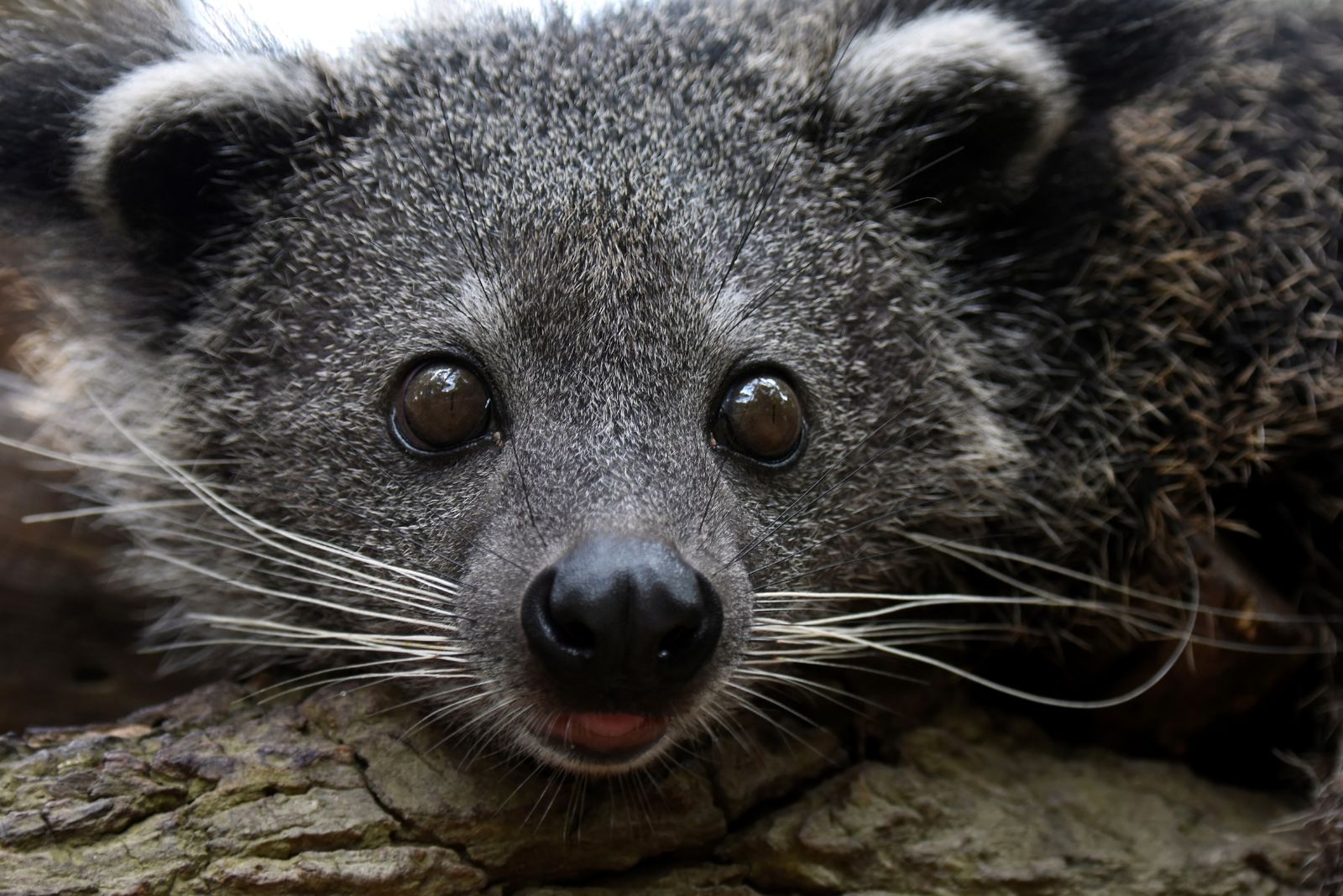 binturong closeup