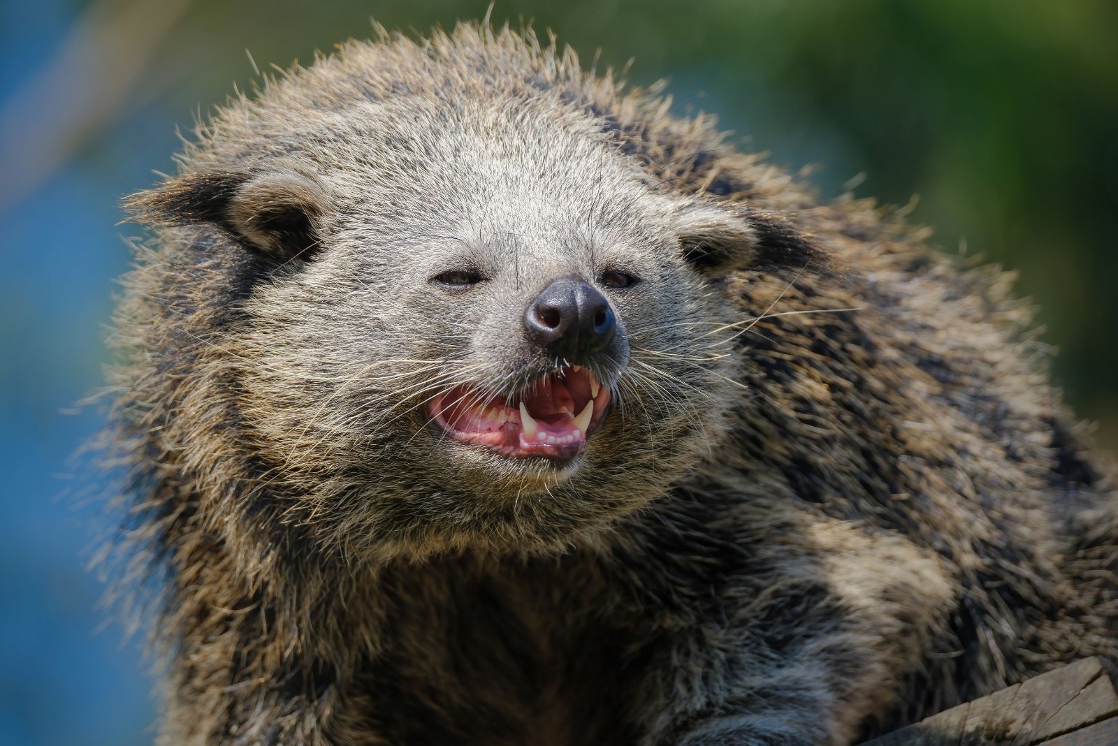 binturong face