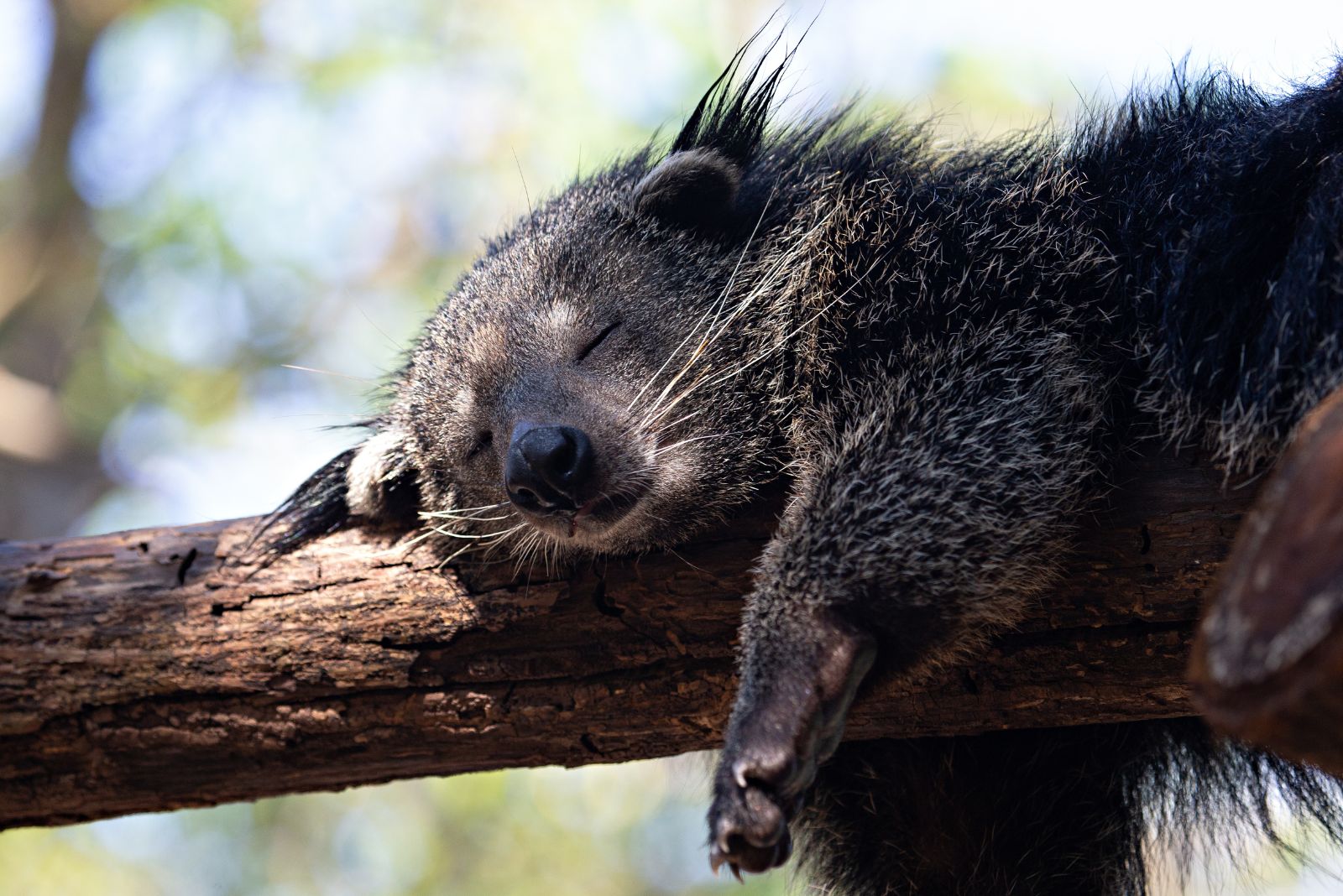 binturong sleeping