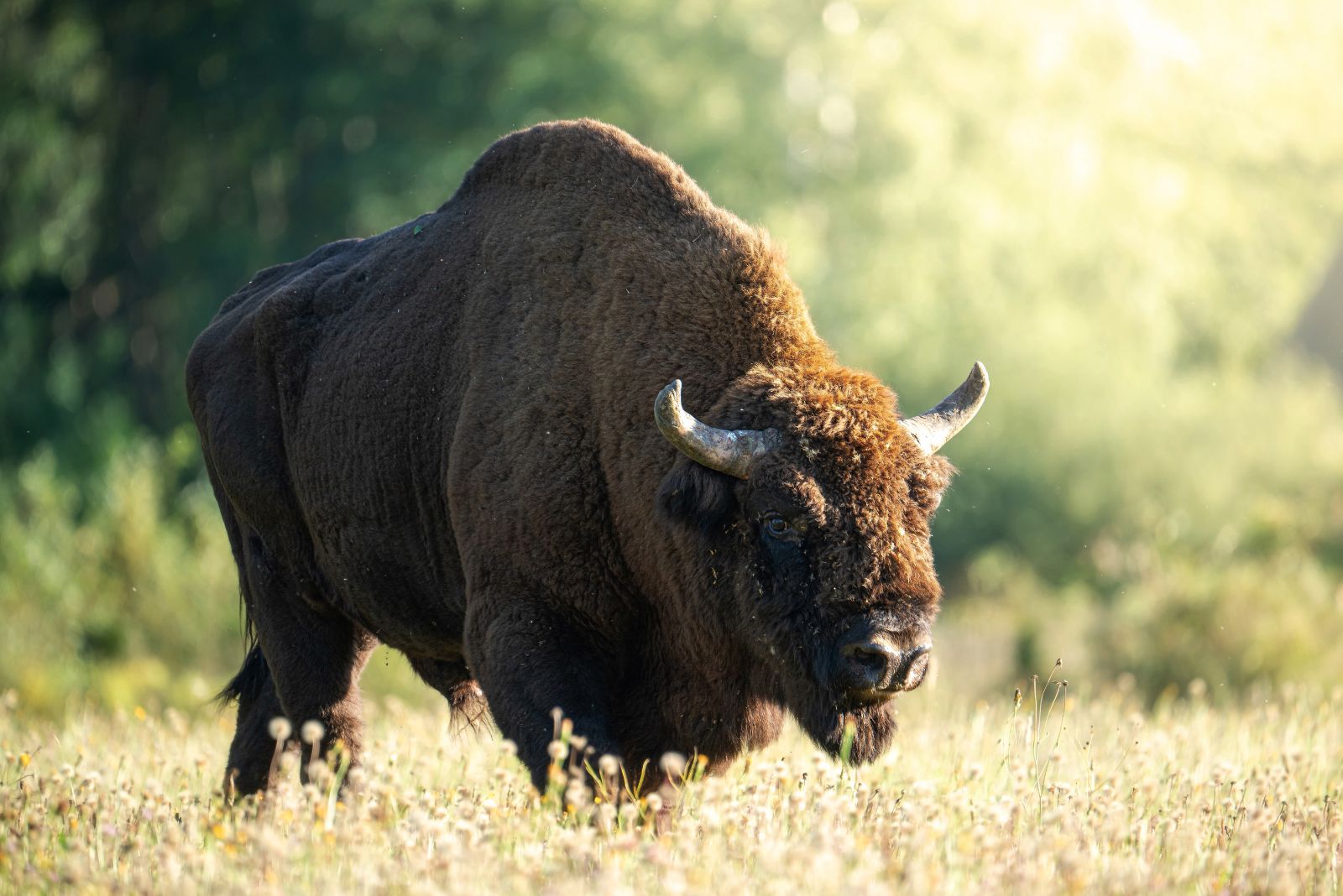 bison