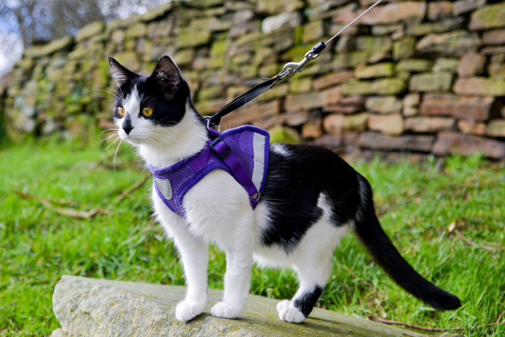 black and white cat on a leash