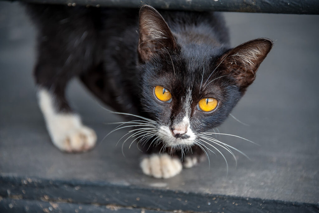 black and white cat with yellow eyes