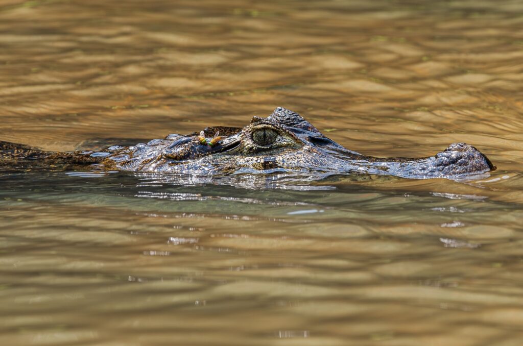 7 Most Dangerous Crocodile Species Ranked By Aggression And Attack Records