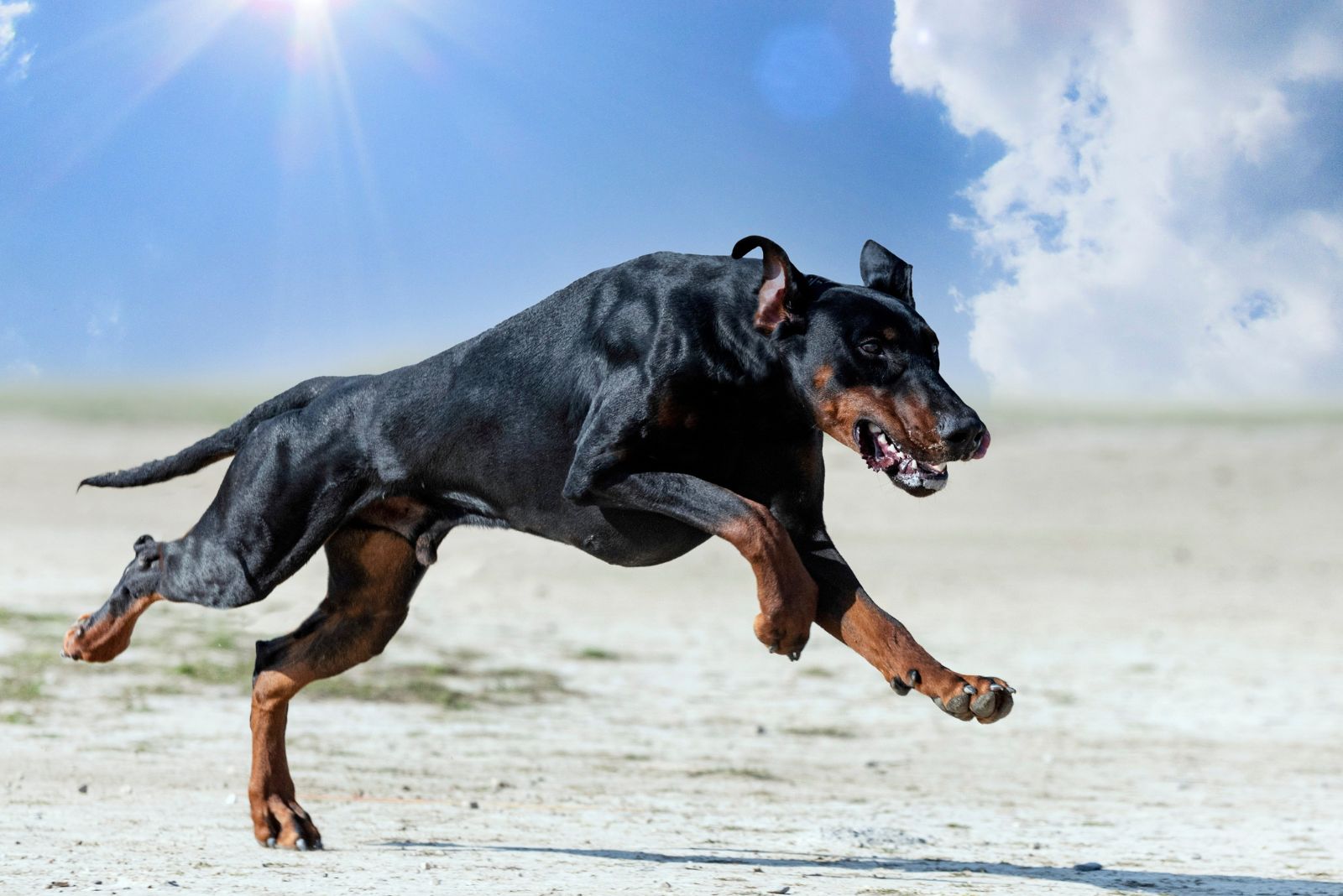 black dog running