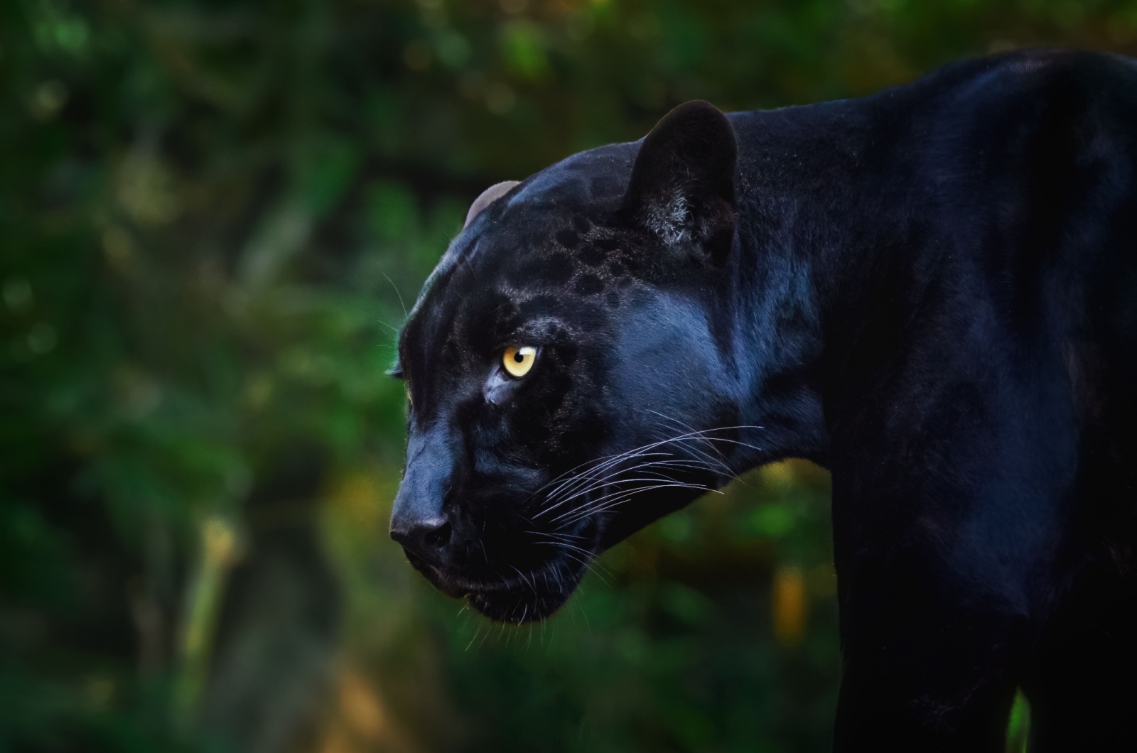 black jaguar