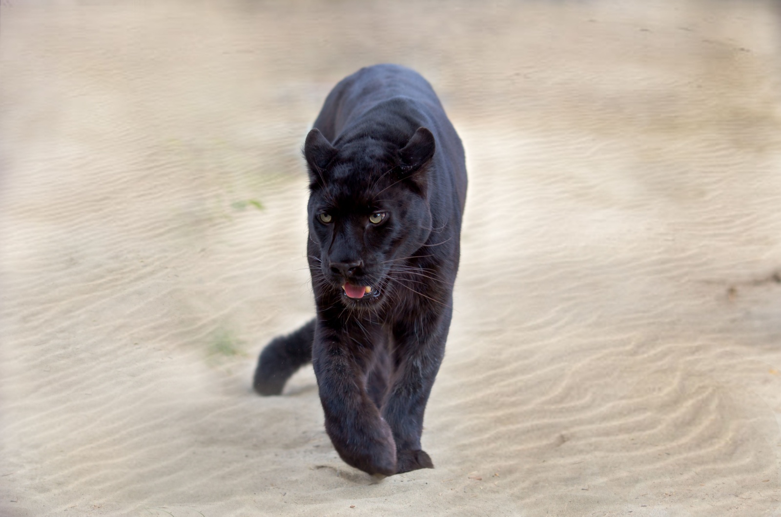 black jaguar in sand