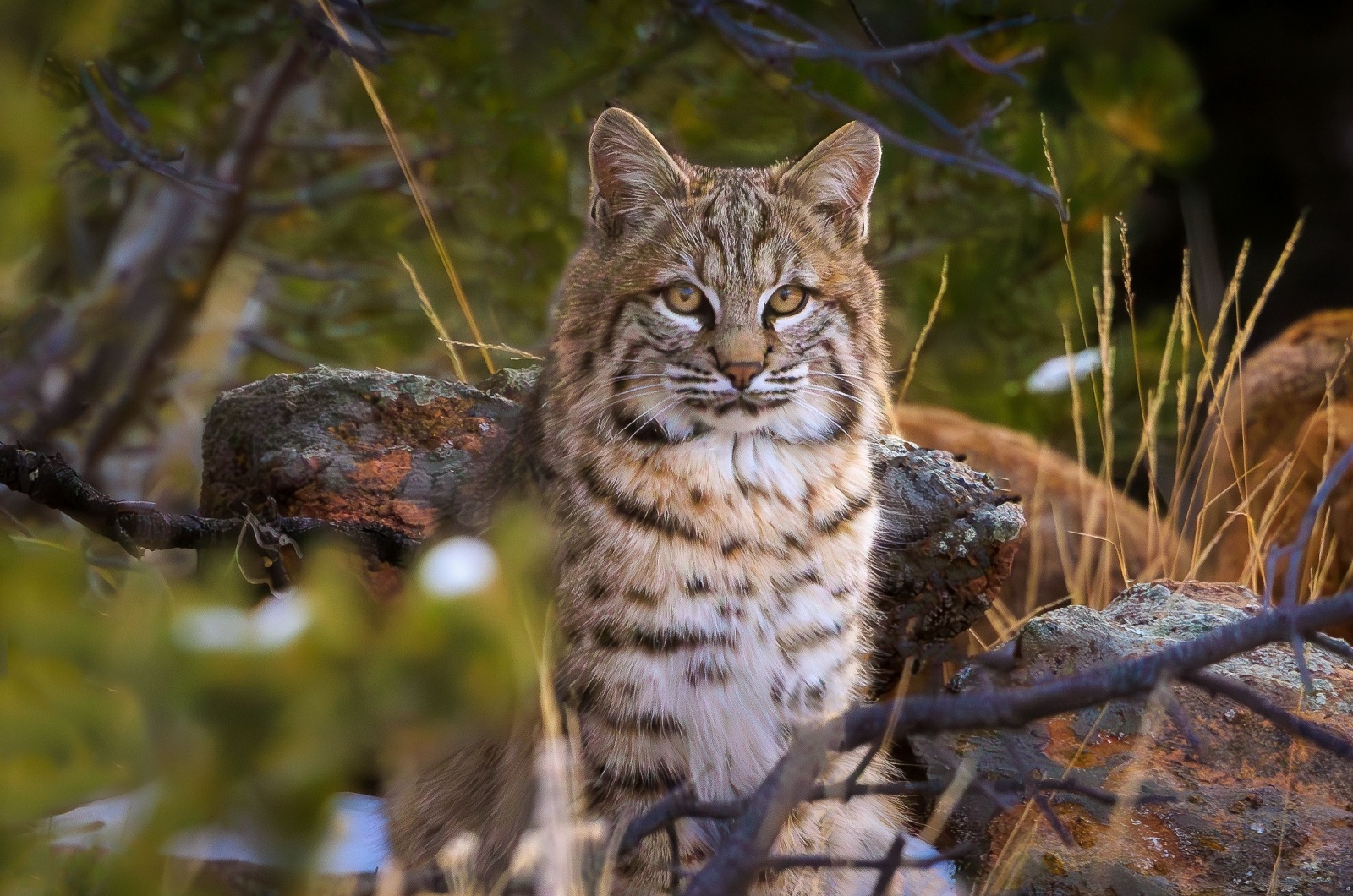 bobcat colorado