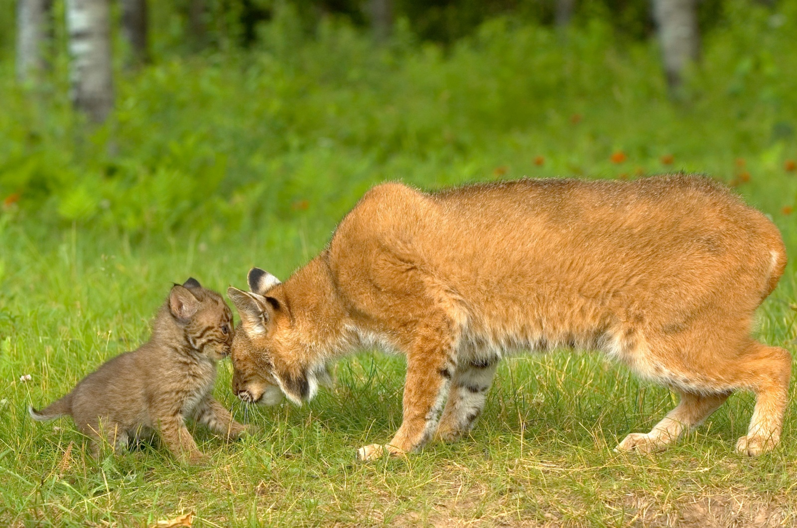 bobcat minnesota