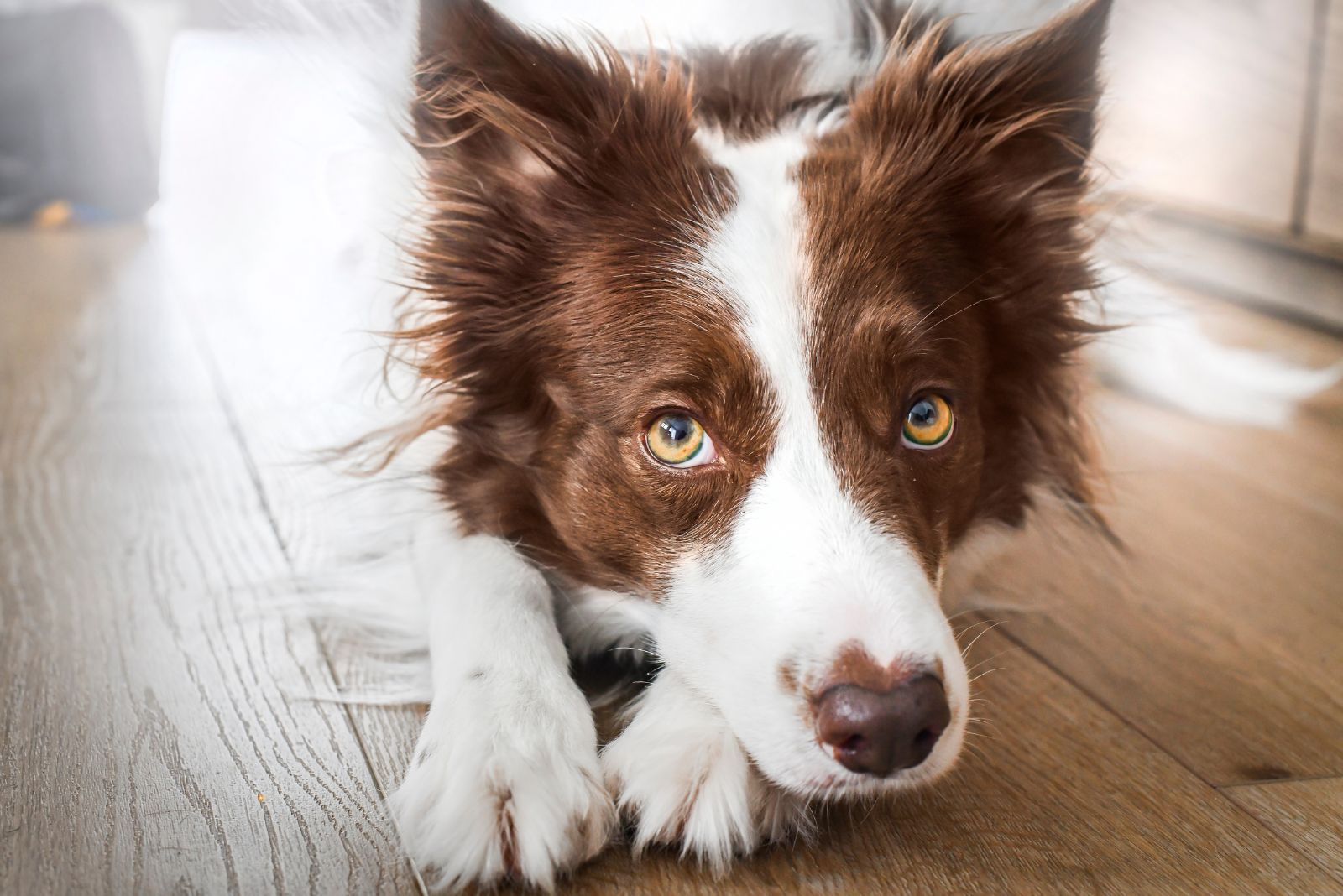 border collie