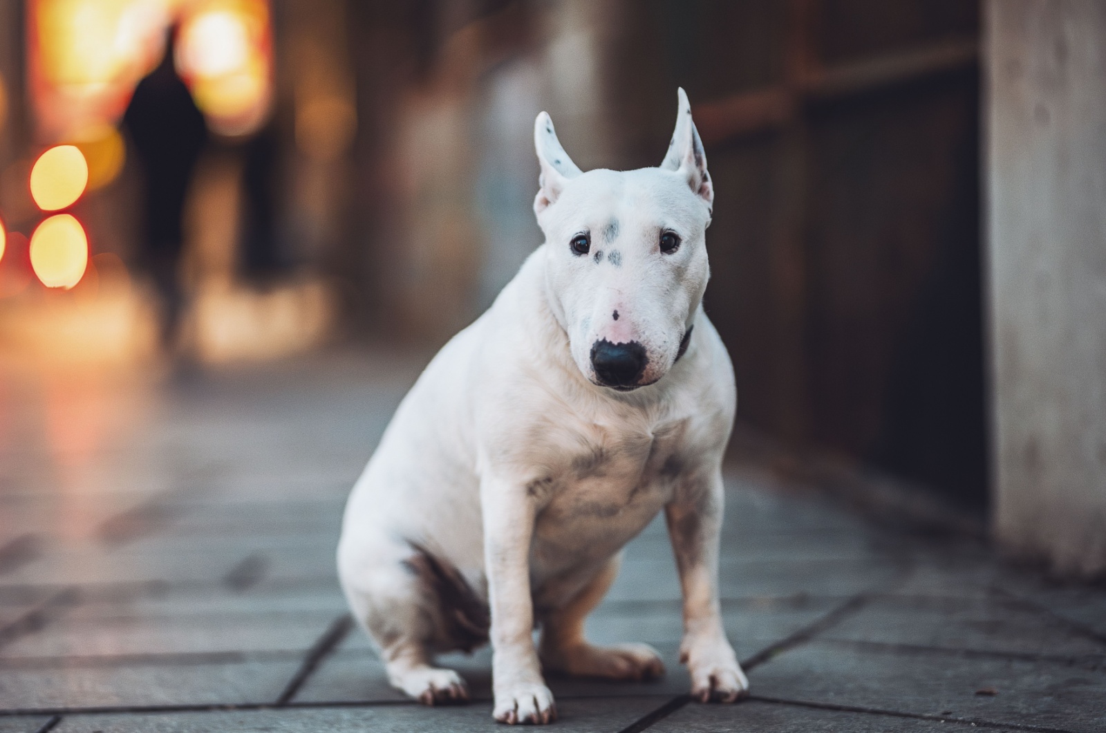 bull terrier