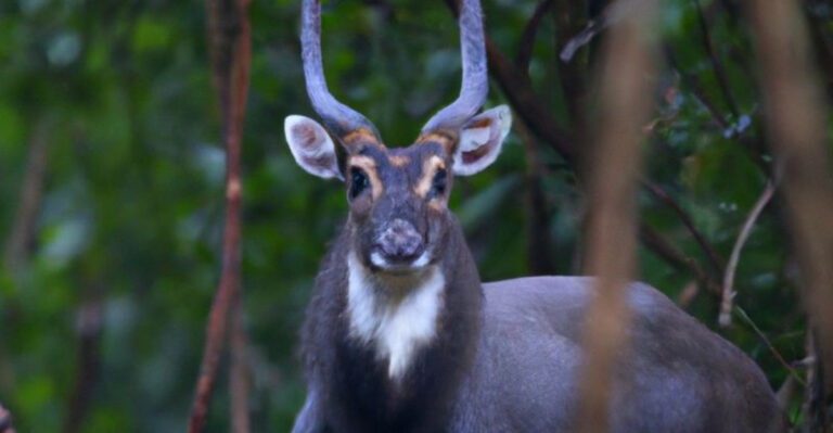 9 Weird And Wonderful Animals That Only Exist In Certain Countries