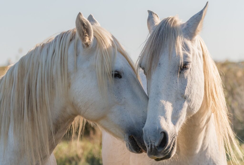 Camargue Horse