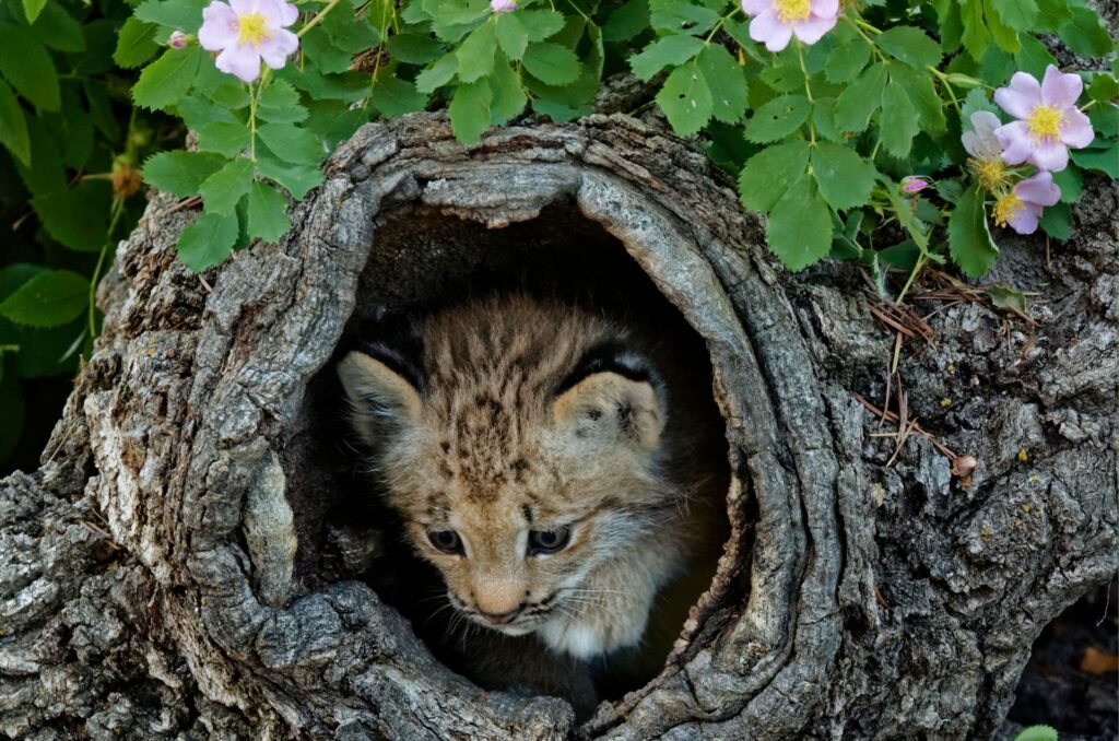 canada lynx