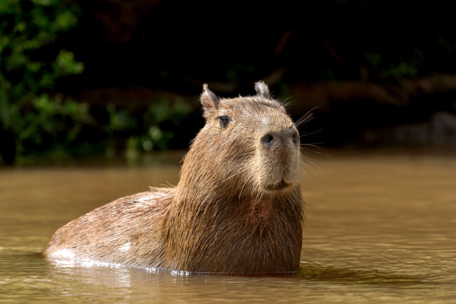 capybara