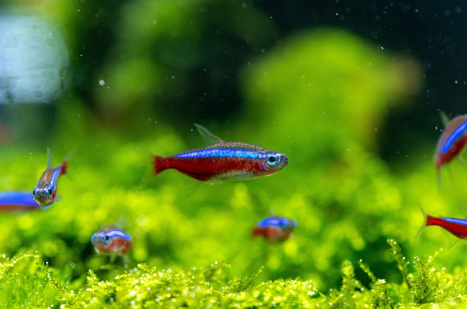 cardinal tetra