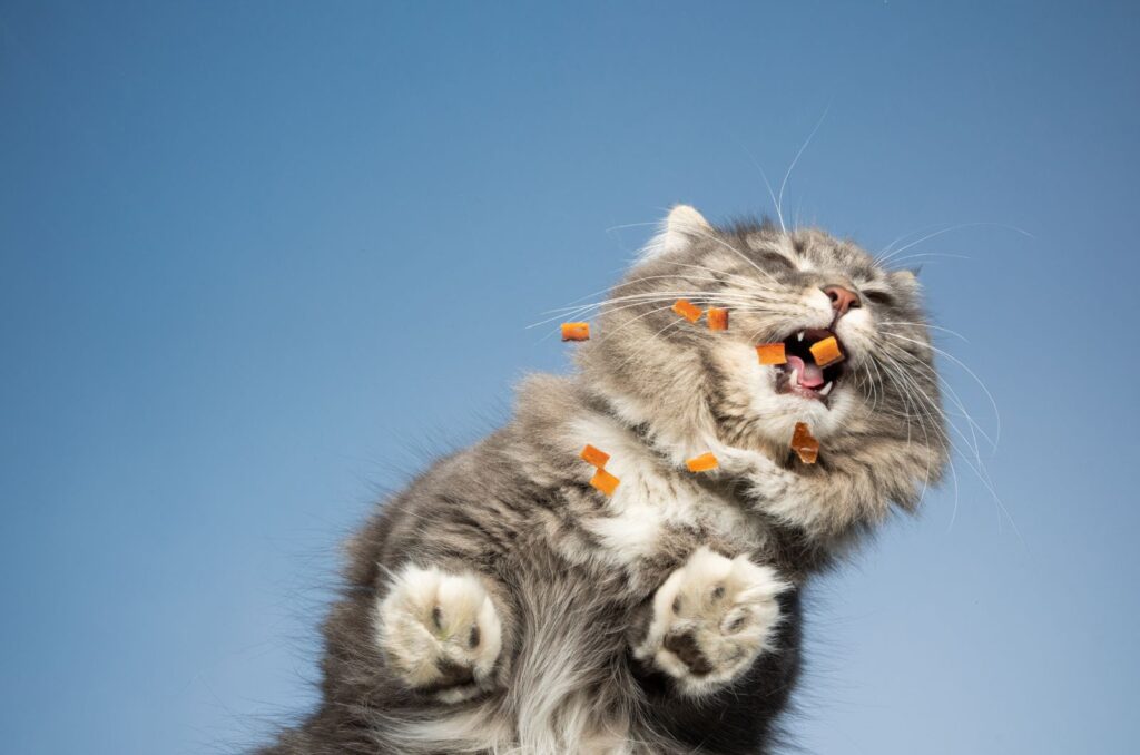 19 Fun And Surprising Things About Gray Tabby Cats