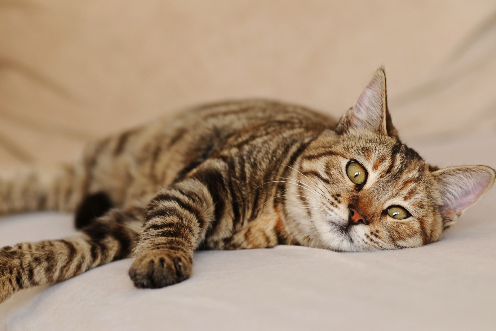 cat laying alone