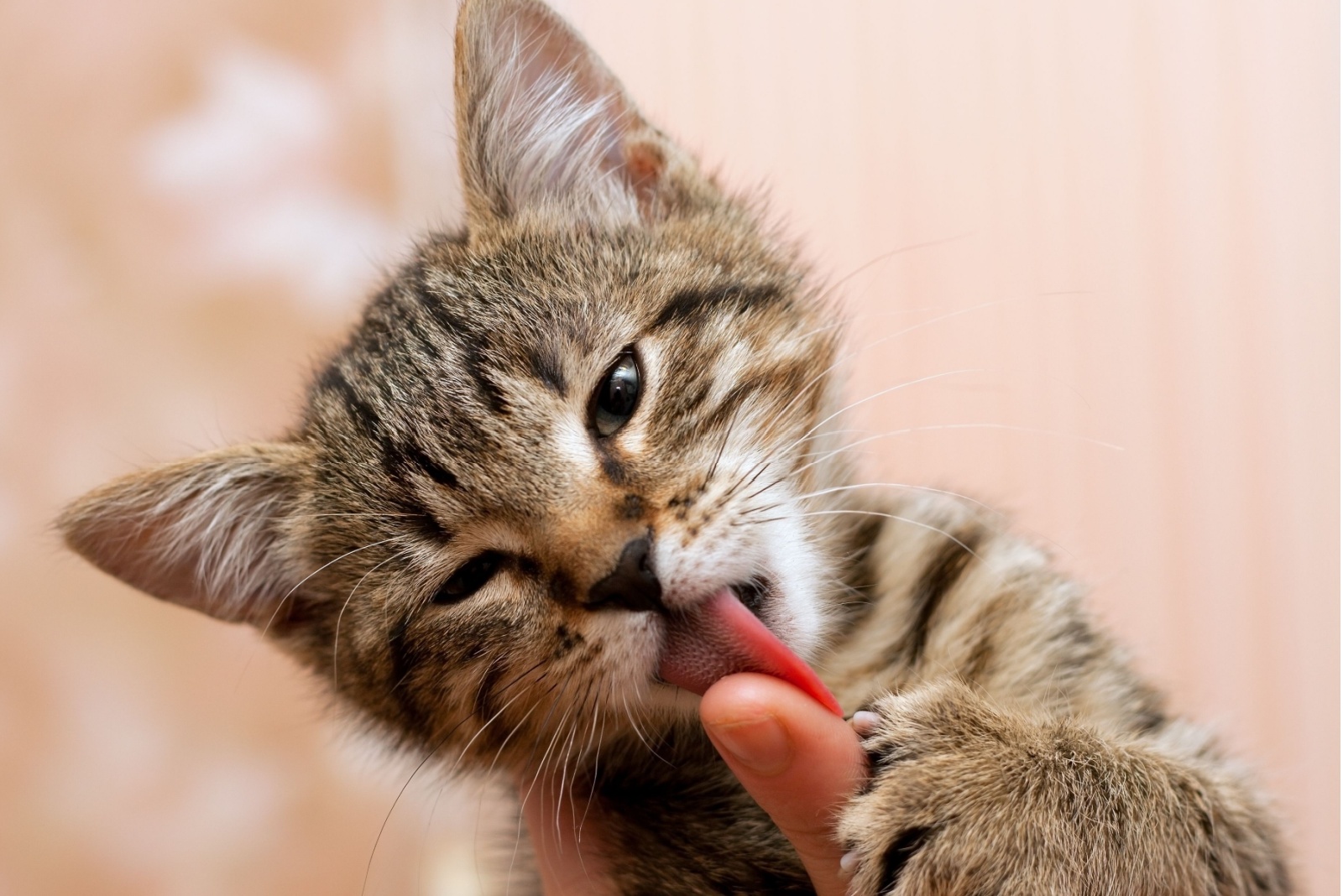 cat licks finger