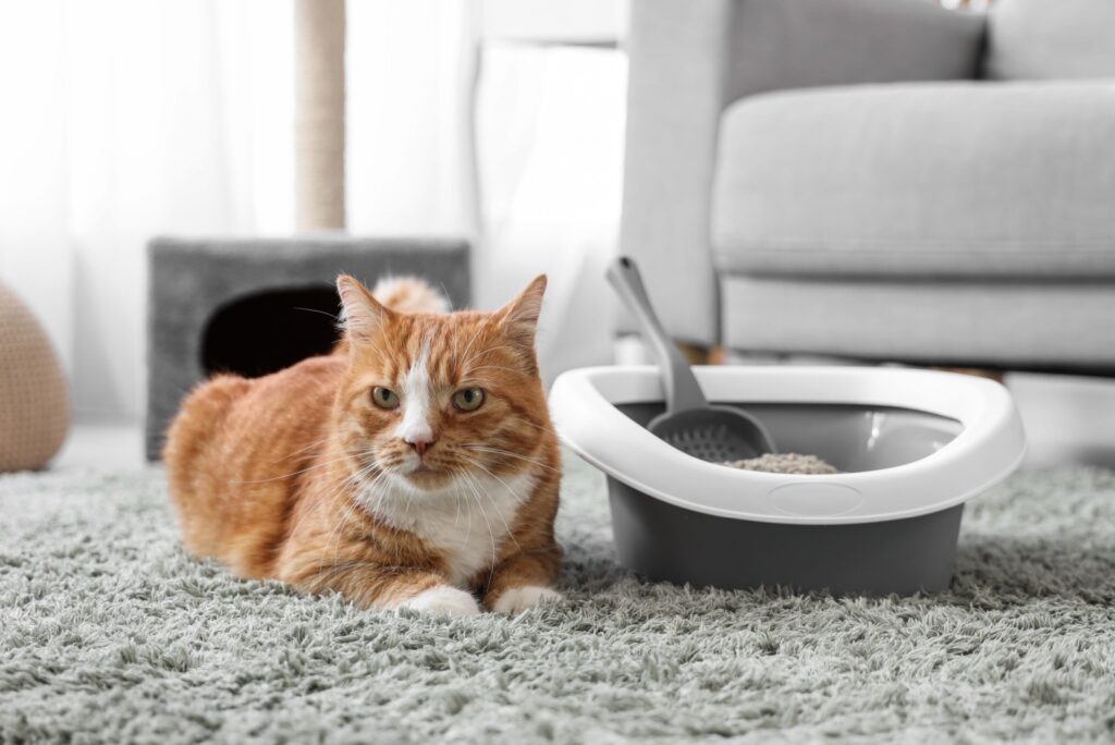 cat litter box