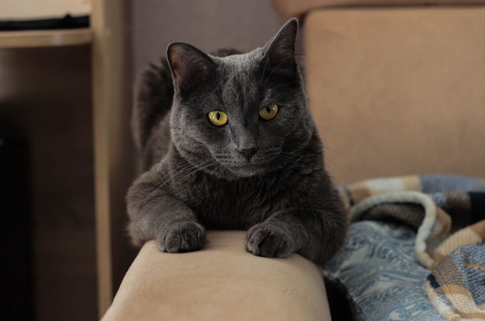 cat lying indoors