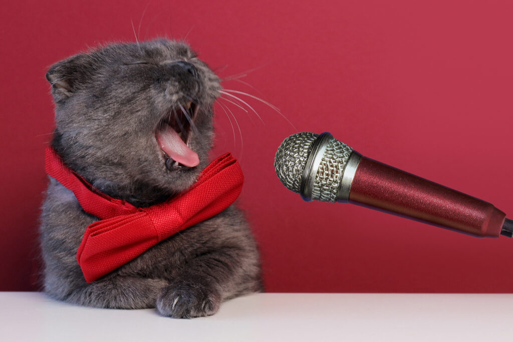 cat next to the microphone