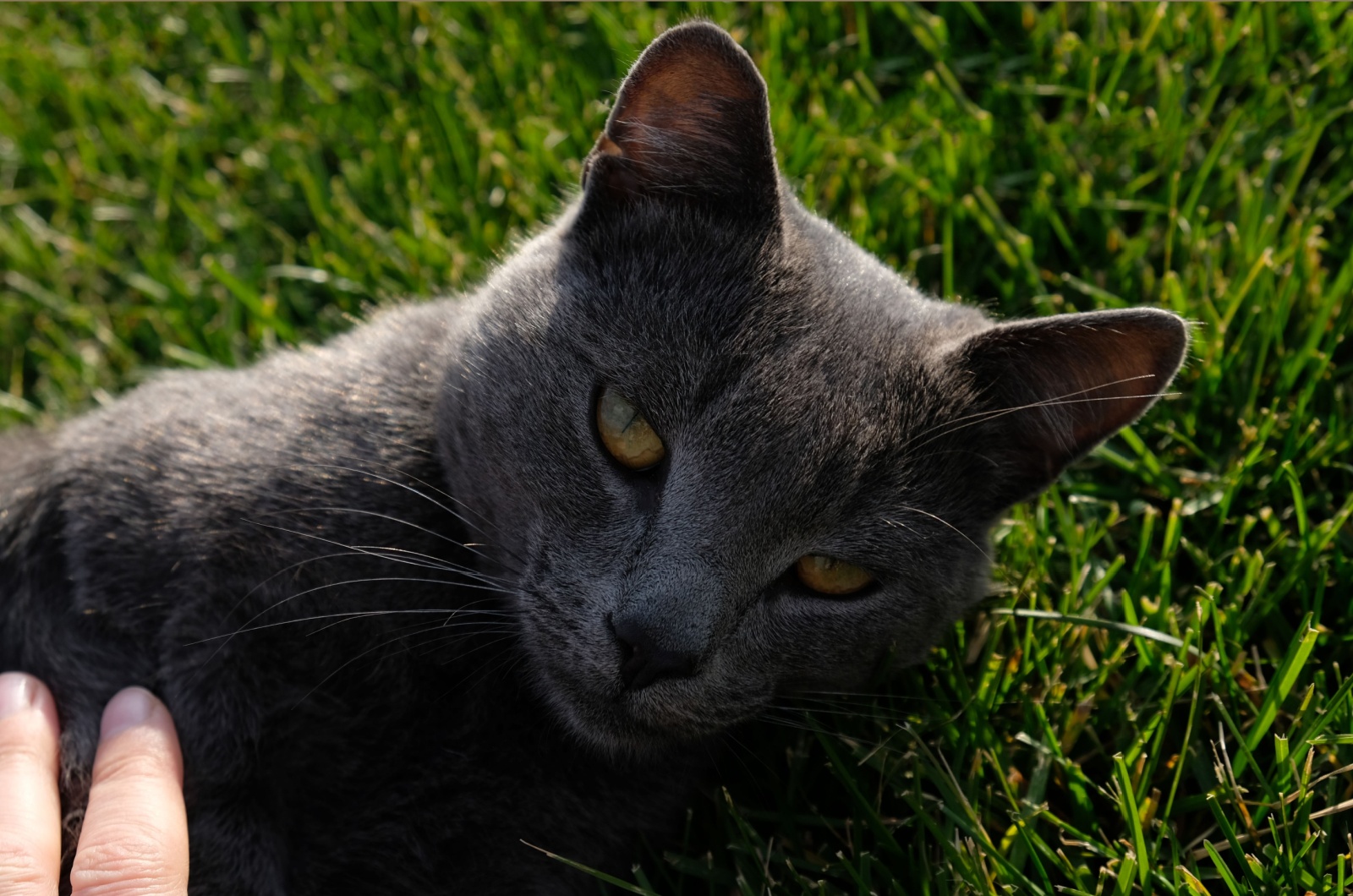 cat outdoors