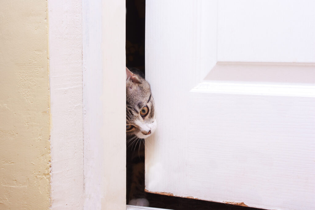 cat peeking through a white door