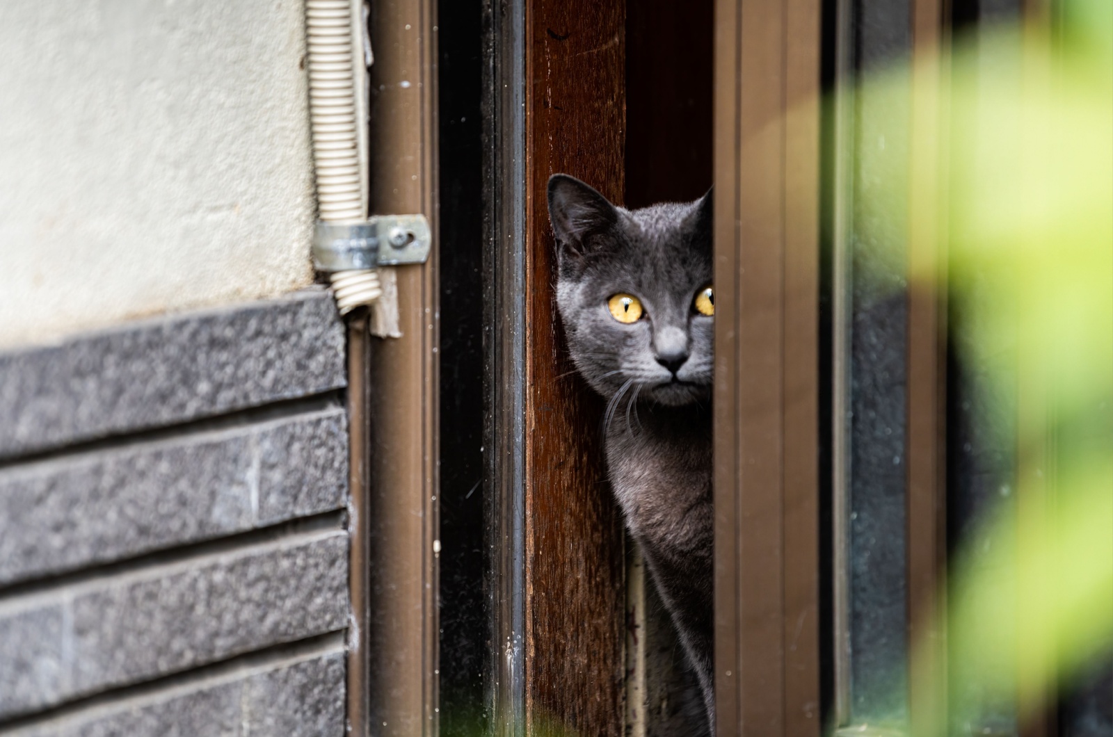 cat peeking through the window