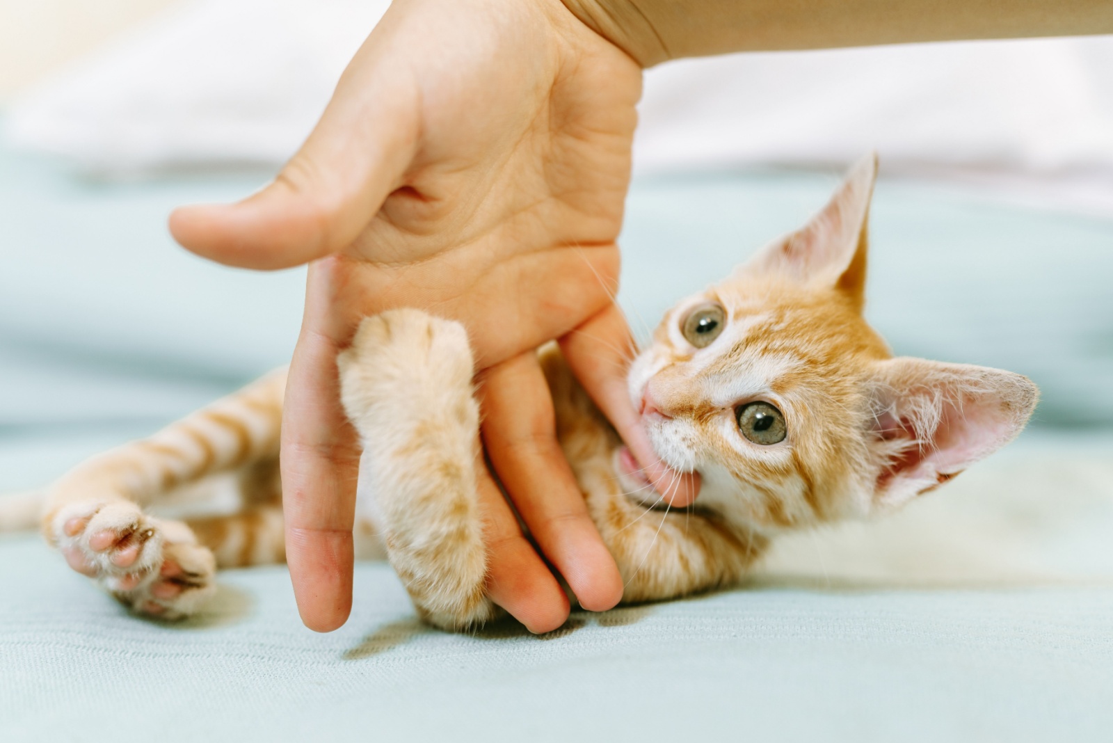 cat playful biting