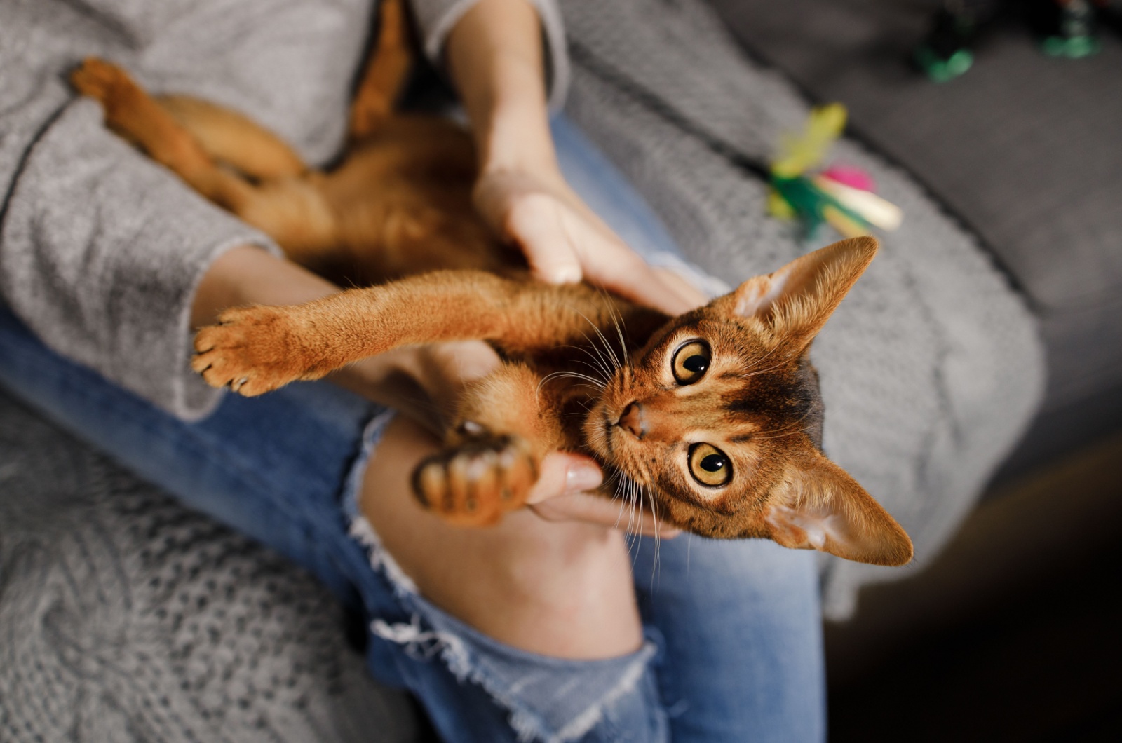 cat plays on womans lap