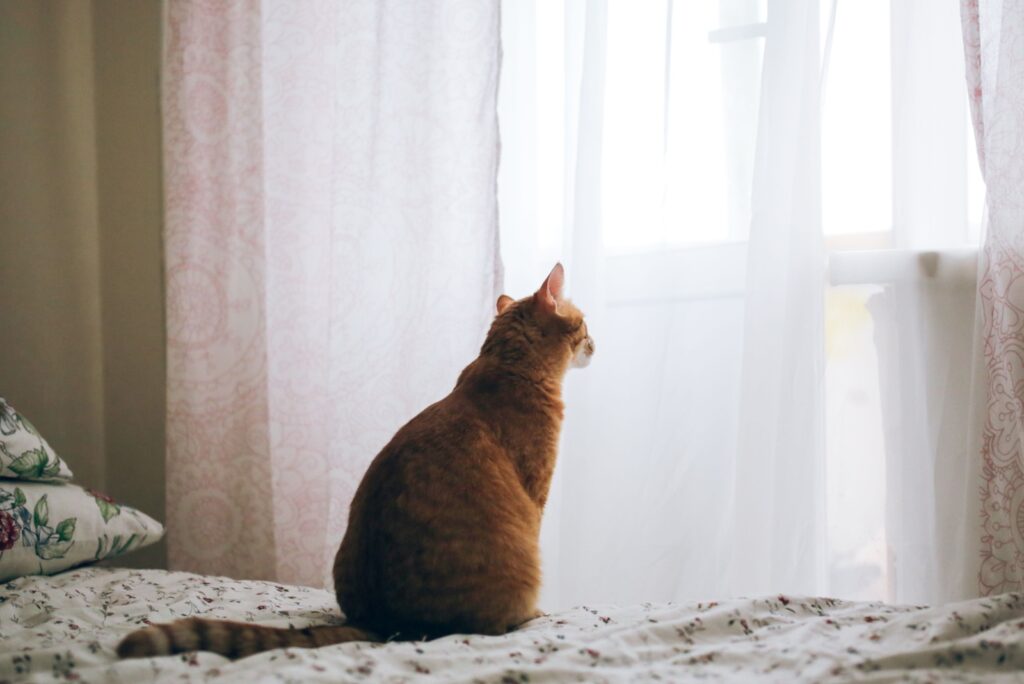 cat sitting