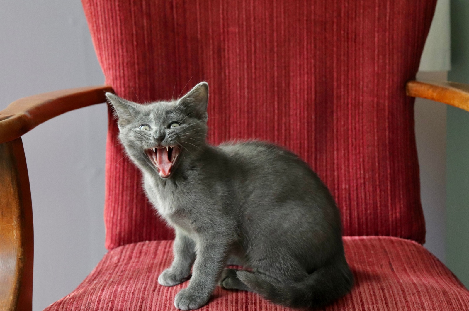 cat sitting on a red chair