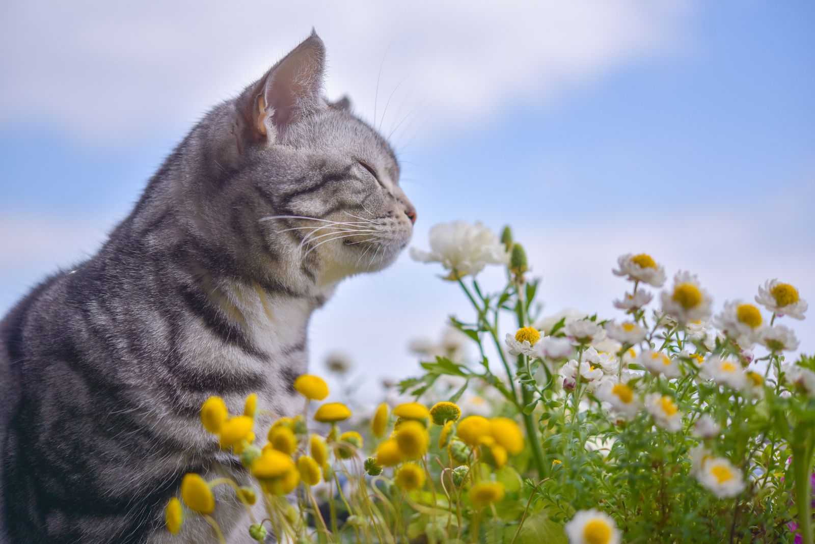 cat smell chamomile