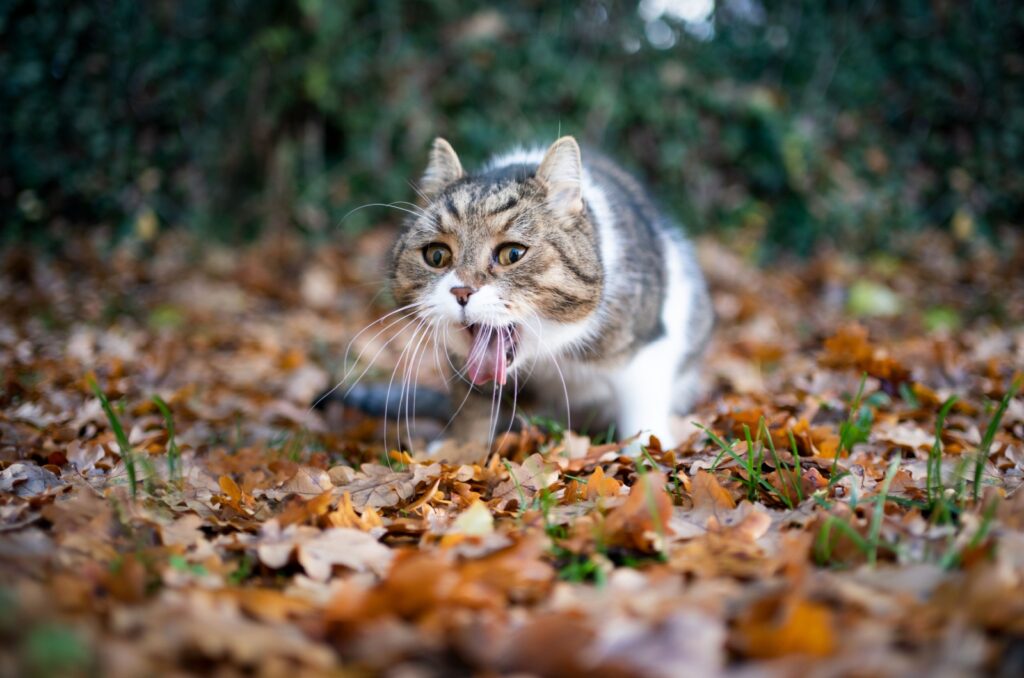 cat vomiting