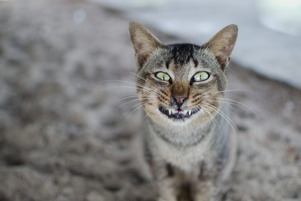 cat with protruding teeth