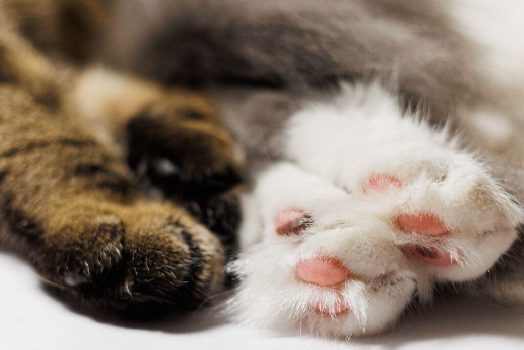 cat's paws