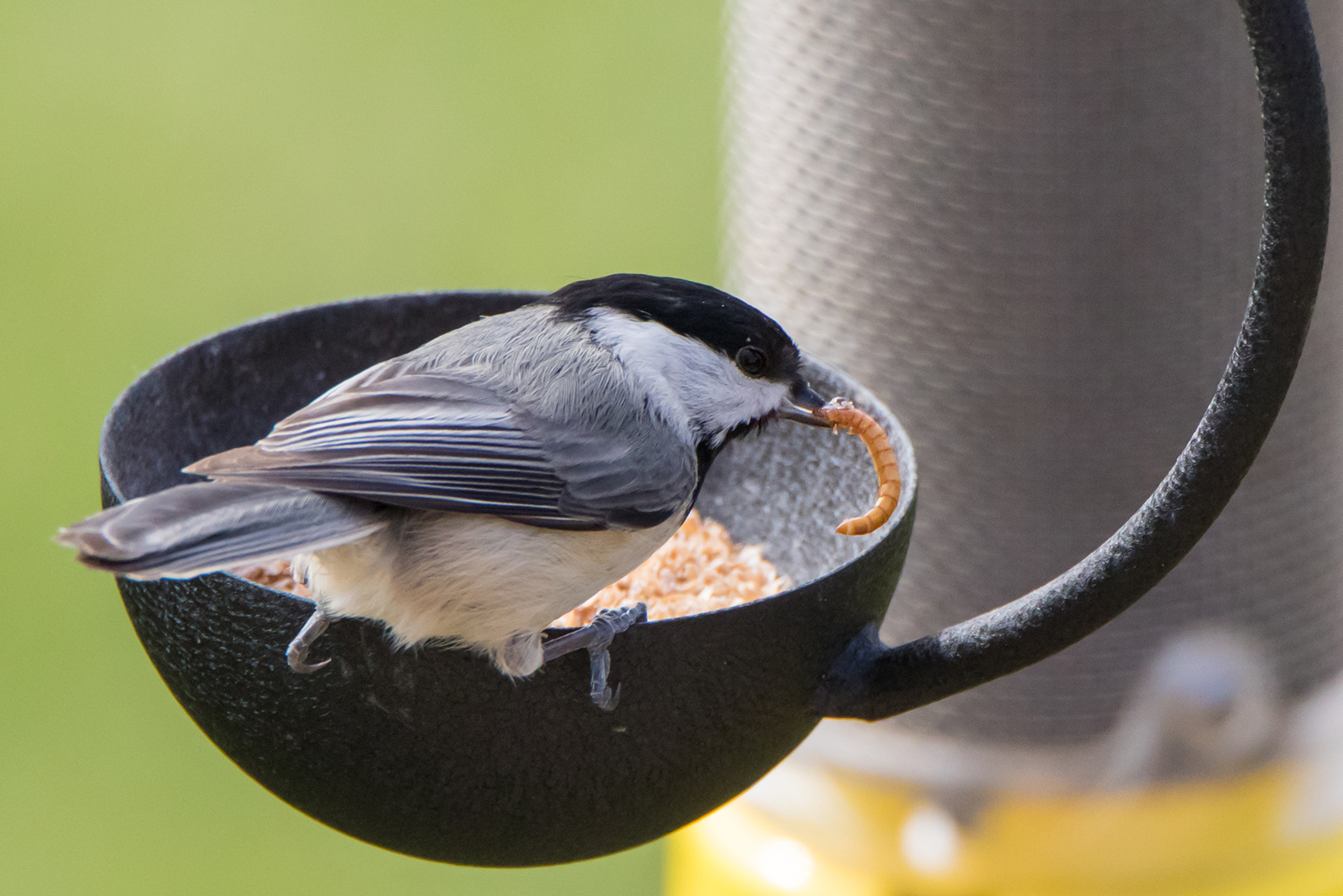 chickadee eating a worm