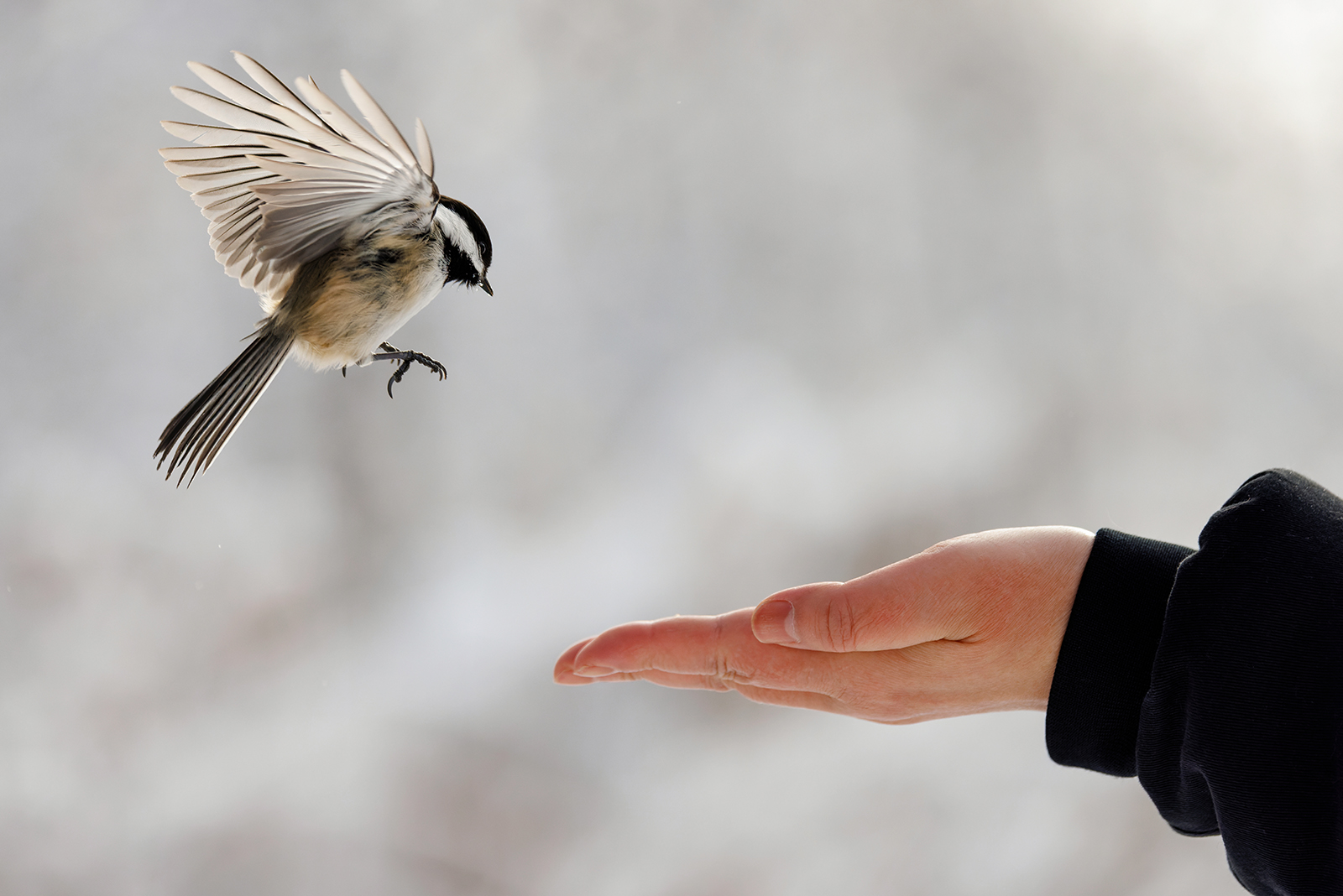 chickadee flying