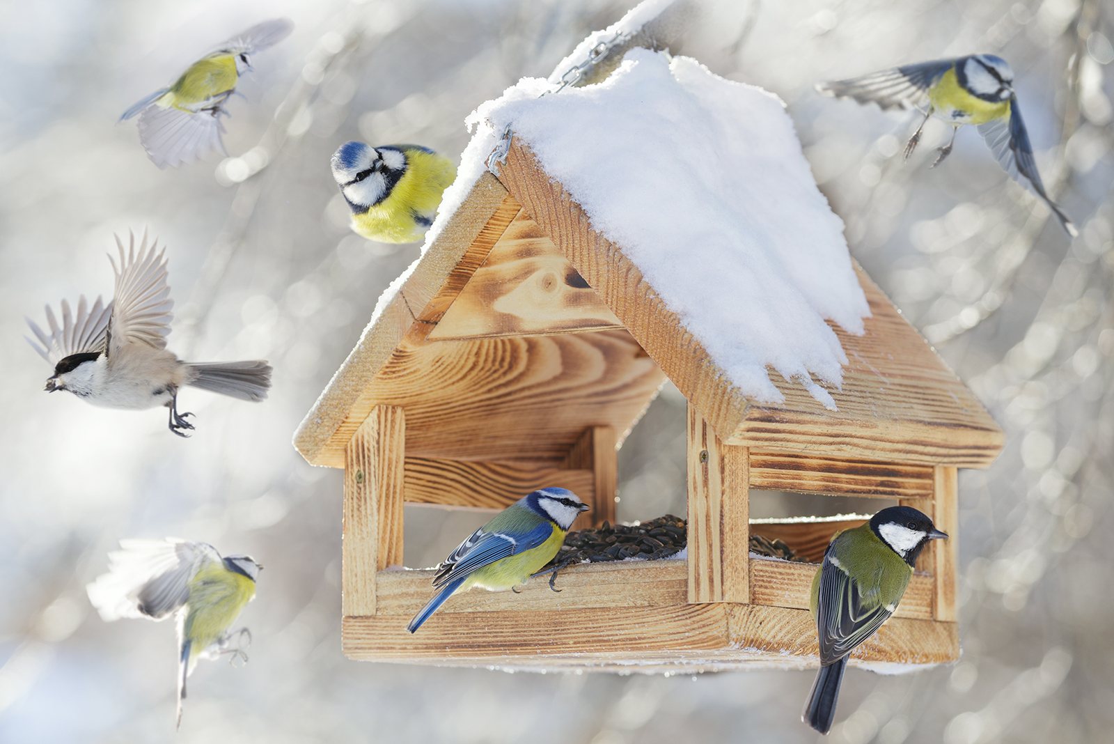 chickadee in a bird house