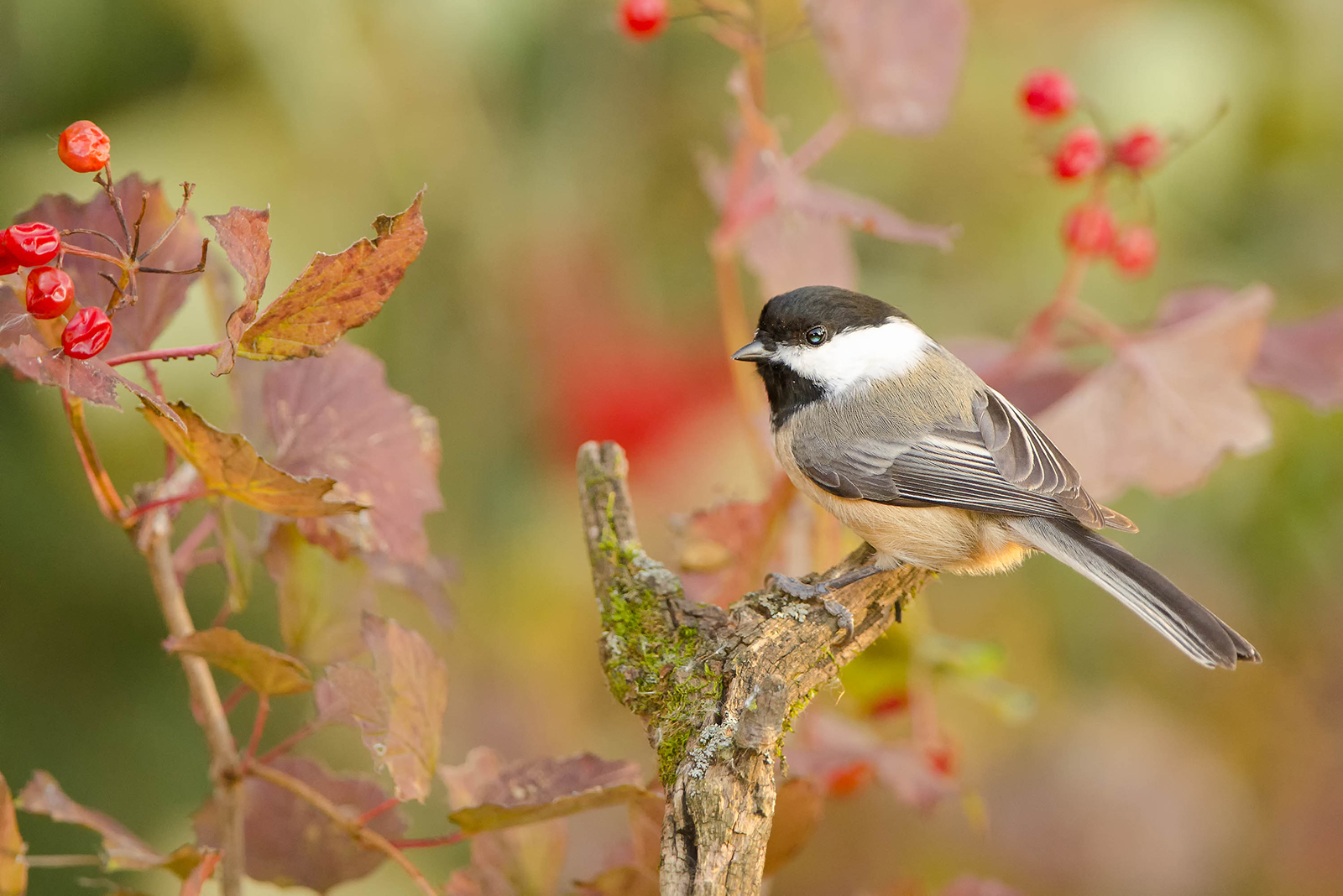 chickadee on a branch