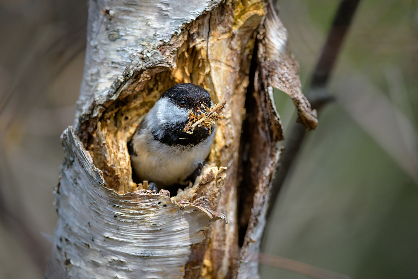 chickadee on a tree